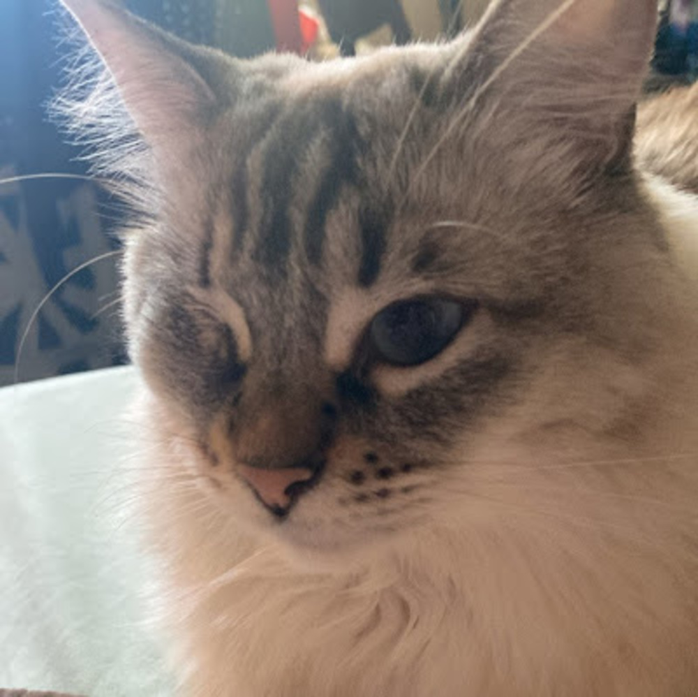 Meet your Posher, Liberty